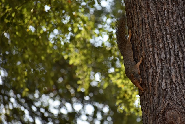 顶级俱乐部 顶级俱乐部
